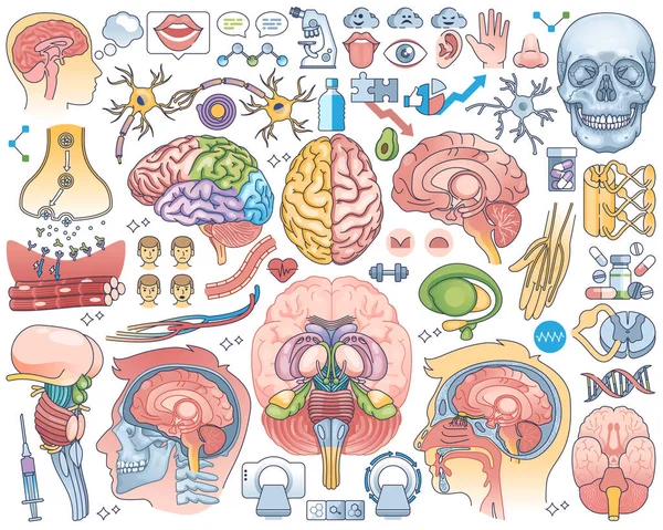 Частини Людського Мозку Або Анатомічні Внутрішні Органи Голови Окреслюють Набір — стоковий вектор