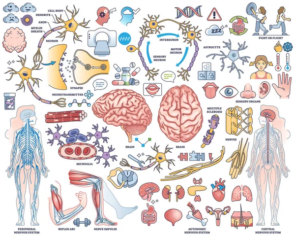 Sistema Nervioso Humano Con Conjunto Colección Elementos Nerviosos Cerebrales Cordón — Vector de stock