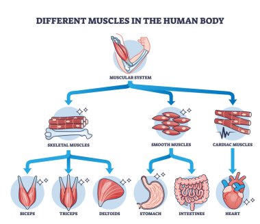 İnsan vücudundaki farklı kaslar ve kas sınıflandırma diyagramı. Anatomik iskelet, pürüzsüz ve kardiyak bölünme vektör ilüstrasyonuyla etiketlenmiş fizyolojik parçalar şeması.