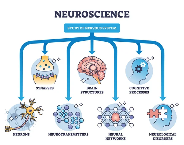 Stock vector Neuroscience as study of nervous system medical division outline diagram. Labeled educational field scheme with synapses, brain structures, cognitive process and neurotransmitters vector illustration