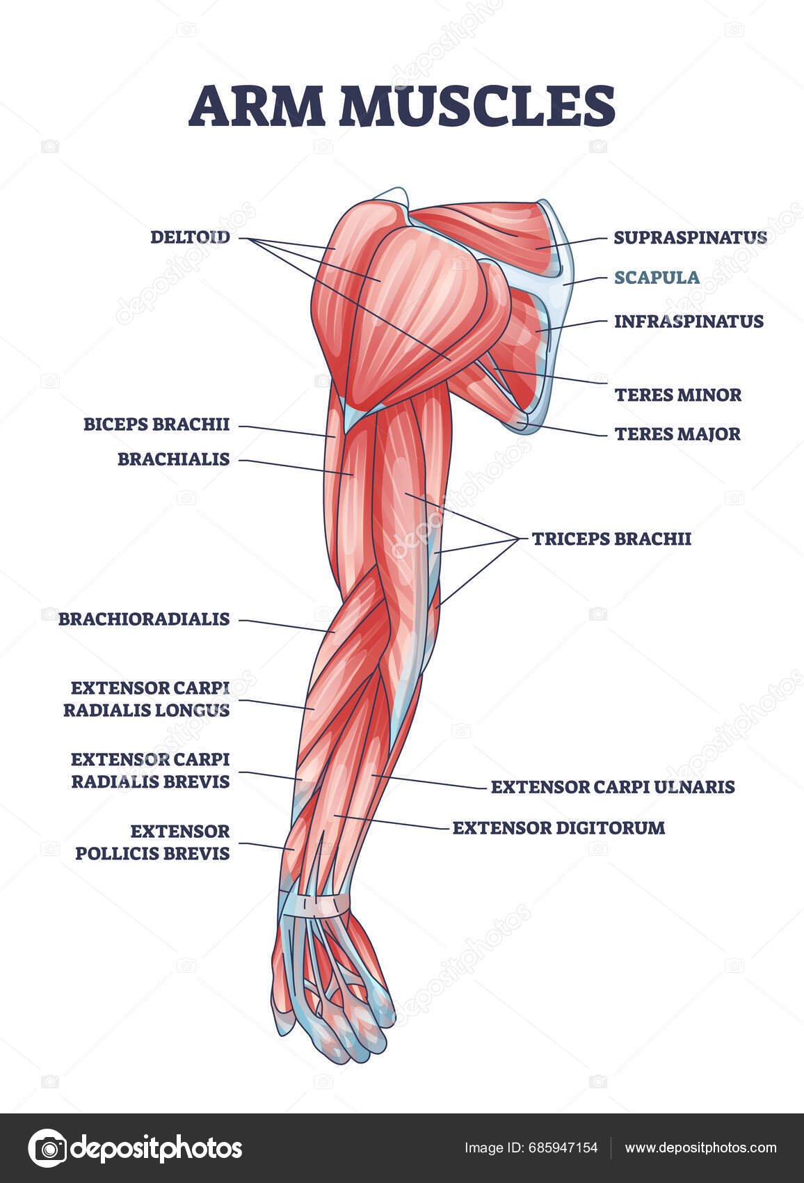 Arm muscles medical description with labeled latin titles outline diagram.  Educational scheme with physical muscular system vector illustration.  Deltoid, biceps, triceps and teres parts location.