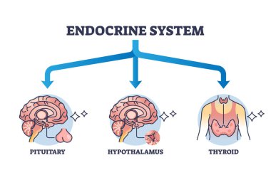 Three main parts of endocrine system with major glands outline diagram. Labeled educational pituitary, hypothalamus or thyroid hormone organs and anatomical endocrinology division vector illustration clipart