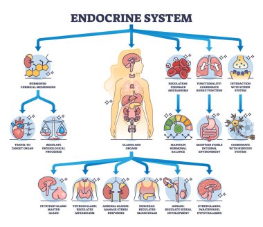 Vücut bezleri ve organları olan endokrin sistem ana diyagramı işlev görür. Hipofiz bezi, tiroid ve pankreas işleme vektör çizimi ile etiketlenmiş eğitim şeması. Mide hormonları dengede..