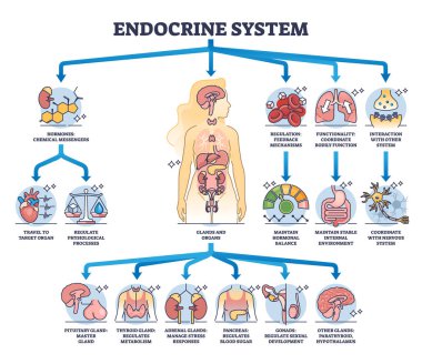Endocrine system with body glands and organs functions outline diagram. Labeled educational scheme with pituitary gland, thyroid and pancreas process vector illustration. Gastric hormones balance. clipart