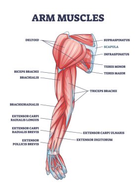 Kol kasları tıbbi tanımlama ile etiketli Latince başlıklar ana hatları. Fiziksel kas sistemi vektör illüstrasyonuyla eğitim şeması. Deltoid, biceps, triseps ve teres parçalarının konumu.