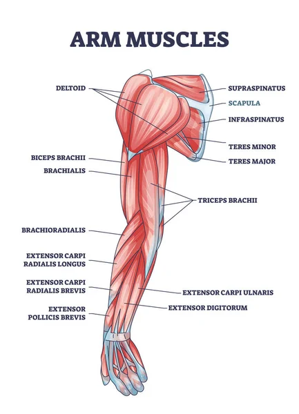 ラテン語のタイトルのアウトライン図で医学的説明を筋肉 物理的な筋肉系ベクター図による教育スキーム デルトイド バイク トリプル テレスパーツの場所 — ストックベクタ