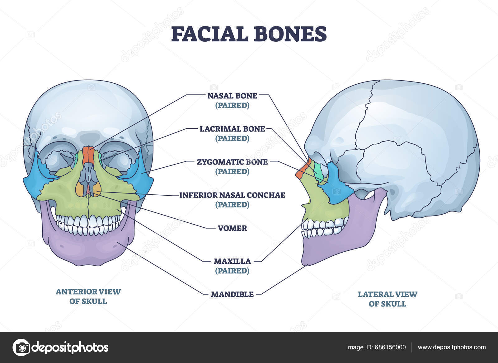 Facial Knogler Med Forreste Sideværts Visning Menneskelige Kranium
