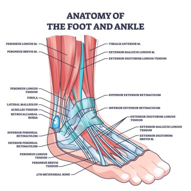 Ayak ve ayak bileğinin anatomisi ve etiketli tıbbi konum çizelgesi. Latince isim vektör illüstrasyonunda iskelet kemikleri ve kasları olan etiketli eğitim şeması. Biyoloji ve tıp eğitimi.