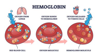 Vücut hatlarında oksijen gazı taşıma mekanizması olarak hemoglobin. Kırmızı kan hücresi, oksijen molekülü ve tıbbi hemoglobin gazı salınımı vektör çizimi ile etiketlenmiş eğitim şeması.