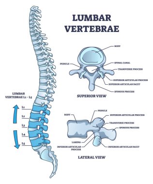 Omurganın bel kısmı ve anatomik yapı şeması. Sırt kemiği ve iskelet sistem vektör illüstrasyonunun üst, yan ve yan görünümüne sahip etiketli tıbbi şema.