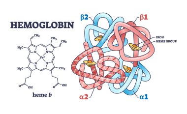 Hemoglobin kimyasal yapısı, polipeptit zinciri ve heme grubu şeması. Bilimsel yakın plan ve alfa ya da beta parçaları vektör illüstrasyonu ile etiketlenmiş eğitim şeması. Mikrobiyoloji çalışması