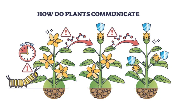 Hoe Communiceren Planten Met Elkaar Voor Zelfbescherming Schema Plantenbescherming Tegen — Stockvector