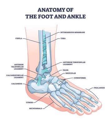 Ayak ve ayak bileği anatomisi iskelet kemik yapısı şeması ile. Parmak kemiği, kaval kemiği, kamış kemiği ve küboid konum vektör çizimi ile etiketlenmiş eğitim şeması. İsimli iskelet modeli