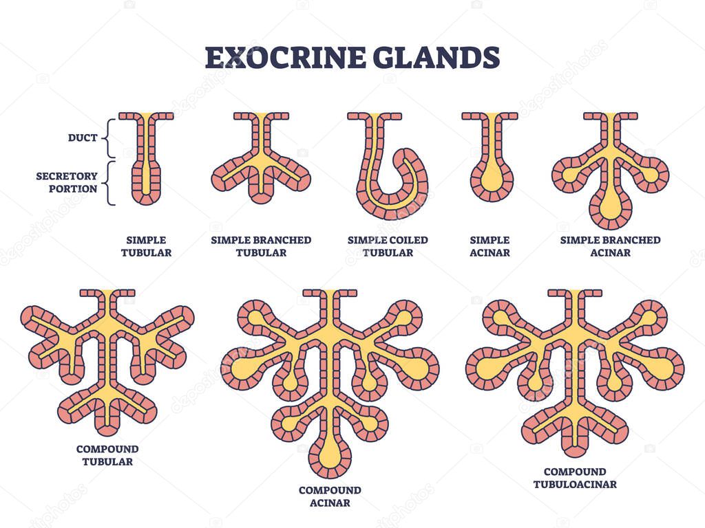 Estructura de las glándulas exocrinas para sustancias secretas ...