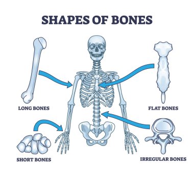 Anatomik insan iskeleti şeklindeki kemik şekilleri ana hatları. Uzun, düz, kısa ve düzensiz vektör örnekleriyle etiketlenmiş eğitim şeması. Tıbbi model örneği.