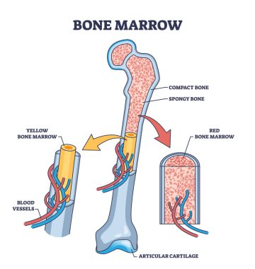 Kırmızı kan hücreleri için kemik iliği anatomisi üretim şeması. İskelet yapısı, damarları, kompakt ve süngerimsi kemik konumu çizimi ile etiketlenmiş eğitim şeması. Tıbbi model.