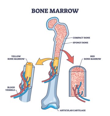 Bone marrow anatomy for red blood cells production outline diagram. Labeled educational scheme with skeleton structure, vessels, compact and spongy bone location vector illustration. Medical model. clipart
