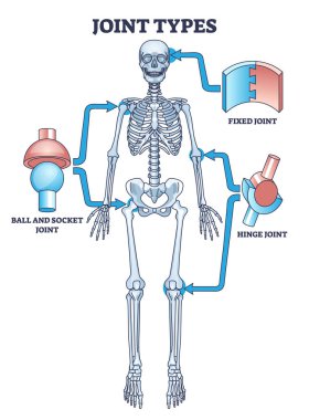 Sabit, menteşe ya da top ve soket bağlantıları olan eklem tipleri şema çizer. İskelet sistemi ve kemik destek vektör illüstrasyonuyla etiketlenmiş tıbbi şema. Basit anatomik örnekler.