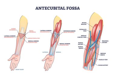 Antecubital fossa anatomy with human hand structure outline diagram. Labeled educational area of anatomical arm and forearm transition vector illustration. Elbow veins, arteries and muscles location. clipart
