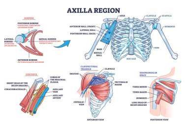 Axilla region anatomy with skeletal or muscular structure outline diagram. Labeled educational medical scheme with borders, contents, clavipectoral triangle and quadrangular space vector illustration clipart
