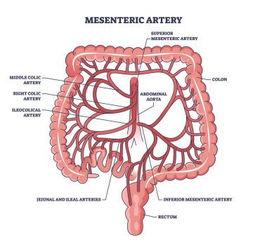 Mezenterik arter anatomisi ve abdominal aort yer şeması. Karın ve bağırsak akışı vektör illüstrasyonuyla etiketlenmiş tıbbi şema. İleokolik ve jejunal arterler..