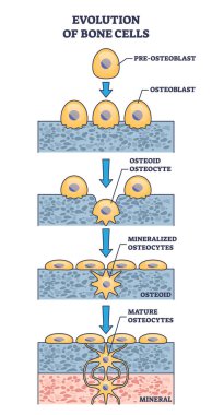 Kemik hücrelerinin osteogenez süreci açıklama diyagramı ile evrimleşmesi. Osteoblast ile etiketlenmiş eğitim kemikleşme anatomisi vektör illüstrasyonunu gösteriyor. Olgun osteositler gelişimi.