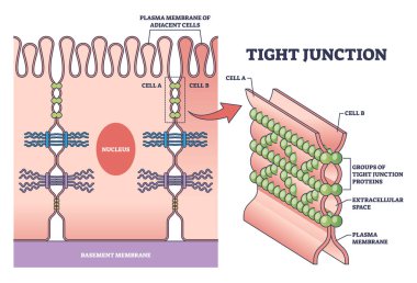 Epitel hücreler arasında hücresel bariyer olarak sıkışık bağlantı şeması. Bağırsak dokusu alanlarını ayırmak için mikrobiyolojik protein konumuna sahip etiketli eğitim şeması vektör illüstrasyonu.