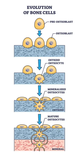 Evoluzione Delle Cellule Ossee Con Schema Schematico Del Processo Osteogenesi — Vettoriale Stock