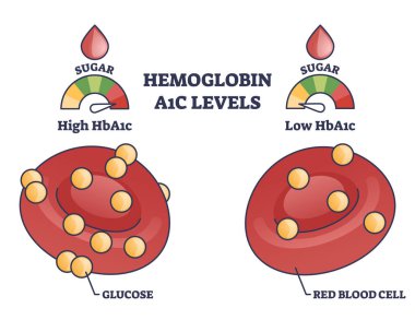 Hemoglobin A1C test levels with red blood cell and glucose outline diagram. Labeled educational scheme with diabetes or prediabetes checkup principles and low or high results vector illustration clipart