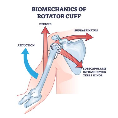 Anatomik hareketli rotatör manşetlerinin biyomekaniği ana diyagramı belirler. Kaçırma, deltoid ve supraspinatus vücut esneklik seçenekleri vektör illüstrasyonuyla etiketlenmiş tıbbi şema.