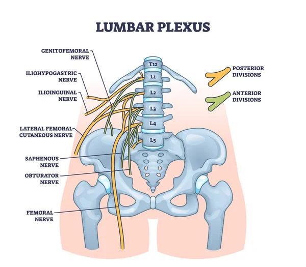 Lumbar Plexus Anatomical Web Lumbosacral Nerves Outline Diagram Labeled Educational — Stock Vector