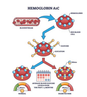 Hemoglobin A1C veya HbA1c kan dolaşımı şemasında şeker seviyesi testi. Diyabet glikoz ve glikoz kontrol vektörü çizimi için laboratuvar ölçümü ile etiketlenmiş eğitim şeması.