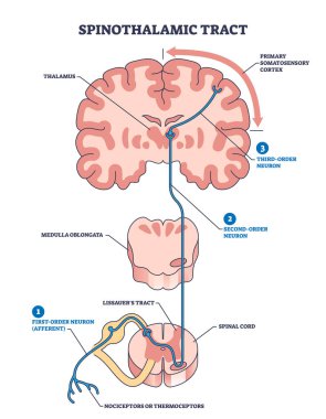 Beyin talamusuna giden sinirsel yol olarak Spinothalamic hat şeması. Birincil somatosensoriyel korteks, medulla oblongata veya lissauers ile etiketli anatomi şeması vektör ilüstrasyonunu çözer