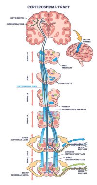 Kortikospinal bölge ya da piramitsel sinir yolu şeması. Vücut motor fonksiyonu nöral vektör illüstrasyonuyla etiketlenmiş eğitim şeması. Nöron kablosunun anatomik detaylı yapısı.