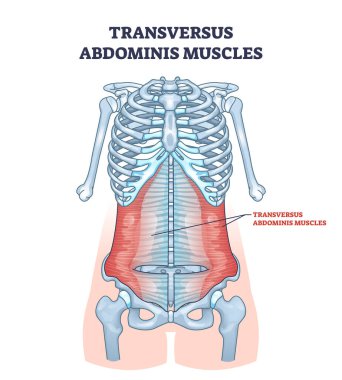 Abdominal kas sistemindeki transversus abdominis kasları şema çizgisi. Mide kası anatomisi ve tıbbi konum vektör illüstrasyonuyla etiketlenmiş eğitim şeması. Gövdenin arka görünümü.