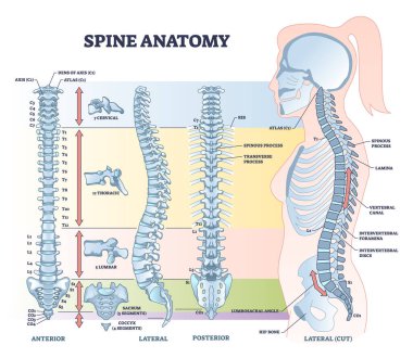 Omurga anatomisi ve detaylı bel kemiği tıbbi yapı şeması. Spinal süreç, lamina, vertebral kanal, torasik ve bel vücut parçaları vektör çizimi ile etiketlenmiş eğitim şeması.