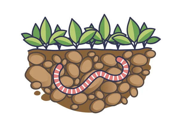 土壤养分丰富土壤中蚯蚓的毛细侵染 说明了蚯蚓在提高土壤水分和肥力方面的作用 — 图库照片
