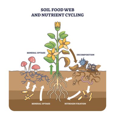 Soil food web and nutrient cycling as plant biological cycle outline diagram. Labeled educational scheme with old leaves decomposition, nitrogen fixation or mineral uptake process vector illustration clipart