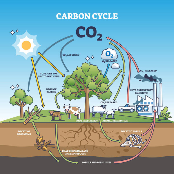 Carbon dioxide cycle with CO2 emission exchange in nature outline diagram. Labeled educational scheme with transportation, factory emissions, agriculture and photosynthesis graph vector illustration.