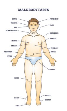 Erkek vücut parçaları ve erkek fizyolojisi tanımlama diyagramı. Vücut vektör illüstrasyonunda görünür parçalarla anatomik şema. Temel tıbbi çalışma ve öğrenim için detaylı anatomi.