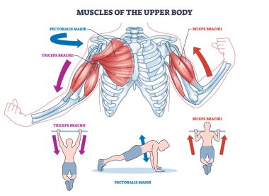 Hareket çizelgesi için üst gövdenin kasları. Triceps brachii, pectoralis major ve kuvvet eğitim vektörü çizimi için pazılar ile etiketlenmiş tıbbi şema.