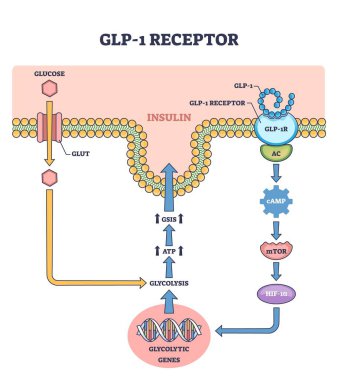 GLP-1 reseptör yolunu gösteren diyagram glukoz, insülin ve gen ifadesi ile ana şema.