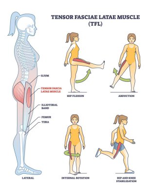 Tensör Fasciae Latae kas anatomisi ve ana hatlı stildeki egzersizler.