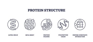 Protein yapı simgeleri alfa-sarmal, beta-yaprak, protein katlama gösteriyor. Taslak simgeleri ayarlandı.