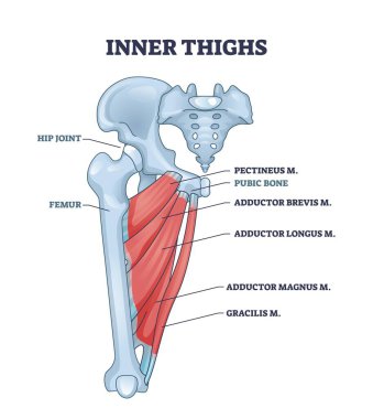 İç uyluk anatomisi diyagramı kasları ve kemikleri vurgular. Anahtar elementler, uyluk kemiği, kalça eklemi, addüktör kasları. Özet diyagramı