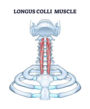 Longus Colli Kas Diyagramı boyun kaslarının pozisyonunu gösteriyor, omurgayı ve kaburgaları vurguluyor. Diyagram