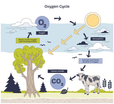 Oksijen döngüsü diyagramı fotosentez ve solunum gösteriyor. Anahtar elementler, ağaç, inek, atmosfer. Doodle biçim diyagramı