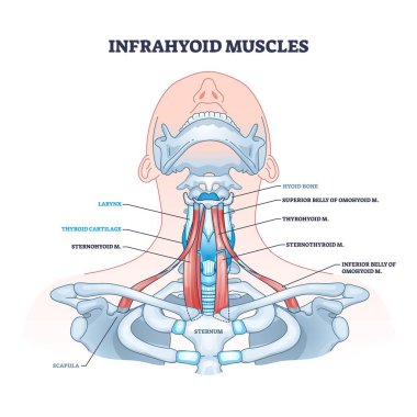 Infrahyoid kas diyagramı boyun kasları, tiroit kıkırdağı ve dil kemiği gösteriyor. Özet diyagramı.