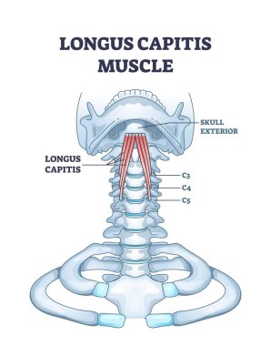 Longus capitis kas anatomisi etiketli boyun omuru ve kafatası tabanı ile kas konumunu vurguluyor. Özet diyagramı