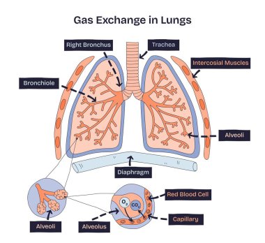 Ciğerlerdeki gaz değişimi alveol, kılcal damar ve kırmızı kan hücrelerinin oksijen ve karbondioksit alışverişi yaptığını gösteriyor. Doodle biçim diyagramı